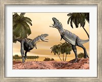 Two Aucasaurus dinosaurs fighting in desert Fine Art Print