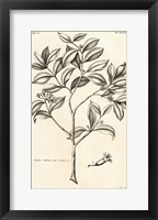 Tropical Leaf Study I Framed Print