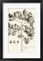 Tropical Leaf Study II Framed Print