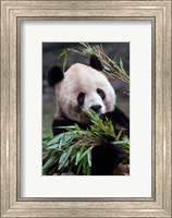Asia, China Chongqing. Giant Panda bear, Chongqing Zoo. Fine Art Print