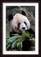 Asia, China Chongqing. Giant Panda bear, Chongqing Zoo. Fine Art Print