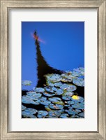 Lily Pond and Temple Reflection in Blue, China Fine Art Print