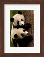 Giant Panda Babies, Wolong China Conservation and Research Center for the Giant Panda, Sichuan Province, China Fine Art Print