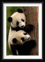 Giant Panda Babies, Wolong China Conservation and Research Center for the Giant Panda, Sichuan Province, China Fine Art Print