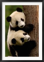 Giant Panda Babies, Wolong China Conservation and Research Center for the Giant Panda, Sichuan Province, China Fine Art Print