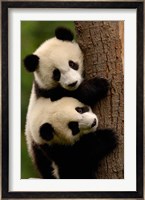 Giant Panda Babies, Wolong China Conservation and Research Center for the Giant Panda, Sichuan Province, China Fine Art Print