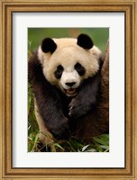 Giant panda bear Fine Art Print