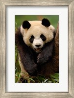 Giant panda bear Fine Art Print