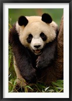 Giant panda bear Fine Art Print