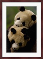Pair of Giant panda bears Fine Art Print