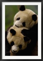 Pair of Giant panda bears Fine Art Print