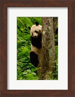 Giant panda bear Climbing a Tree Fine Art Print