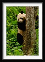 Giant panda bear Climbing a Tree Fine Art Print