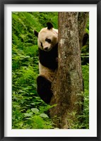 Giant panda bear Climbing a Tree Fine Art Print