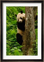 Giant panda bear Climbing a Tree Fine Art Print