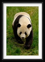 Giant Panda Walking Fine Art Print