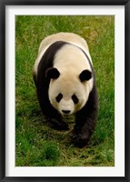Giant Panda Walking Fine Art Print