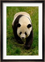 Giant Panda Walking Fine Art Print