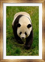 Giant Panda Walking Fine Art Print