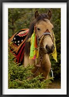 Horse at the Horse Racing Festival, Zhongdian, Deqin Tibetan Autonomous Prefecture, Yunnan Province, China Fine Art Print
