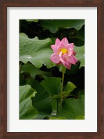 Lotus Lilies, Yunnan Province, China Fine Art Print