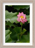 Lotus Lilies, Yunnan Province, China Fine Art Print