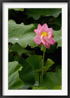 Lotus Lilies, Yunnan Province, China Fine Art Print