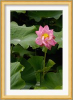 Lotus Lilies, Yunnan Province, China Fine Art Print