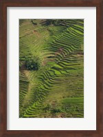 Rice Terraces of the Ailao Mountains, China Fine Art Print
