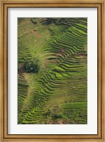 Rice Terraces of the Ailao Mountains, China Fine Art Print