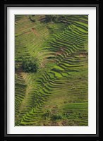 Rice Terraces of the Ailao Mountains, China Fine Art Print