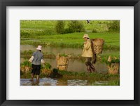 Bai Minority Carrying Rice Plants in Baskets, Jianchuan County, Yunnan Province, China Fine Art Print