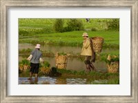 Bai Minority Carrying Rice Plants in Baskets, Jianchuan County, Yunnan Province, China Fine Art Print