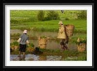 Bai Minority Carrying Rice Plants in Baskets, Jianchuan County, Yunnan Province, China Fine Art Print