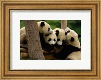 Four Giant panda bears Fine Art Print