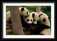 Four Giant panda bears Fine Art Print