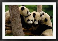Four Giant panda bears Fine Art Print