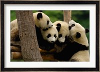 Four Giant panda bears Fine Art Print