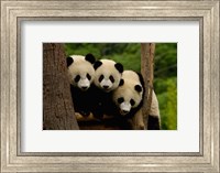 Three Giant panda bears Fine Art Print