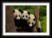 Three Giant panda bears Fine Art Print