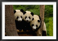 Three Giant panda bears Fine Art Print