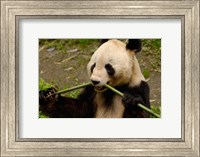 Giant Panda Eating Bamboo Fine Art Print