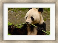Giant Panda Eating Bamboo Fine Art Print