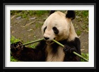 Giant Panda Eating Bamboo Fine Art Print