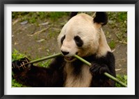 Giant Panda Eating Bamboo Fine Art Print