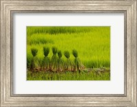 Rice Field, China Fine Art Print