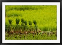 Rice Field, China Fine Art Print
