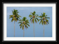 Coconut trees in Backwaters, Kerala, India Fine Art Print
