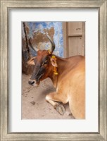Cow withFflowers, Varanasi, India Fine Art Print