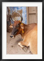 Cow withFflowers, Varanasi, India Fine Art Print